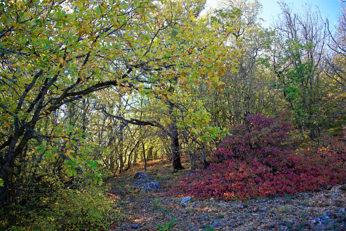 по лесным дорожкам... - Всеволод 