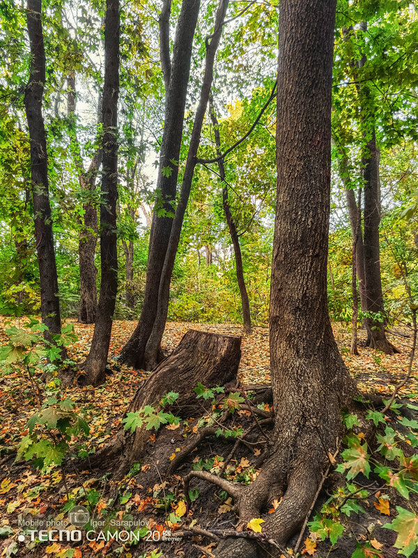 Осенние корни - Игорь Сарапулов