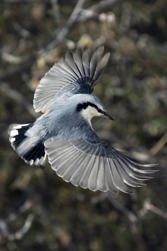 Поползень. - Сергей Коновалов Поползень. - Сергей Коновалов