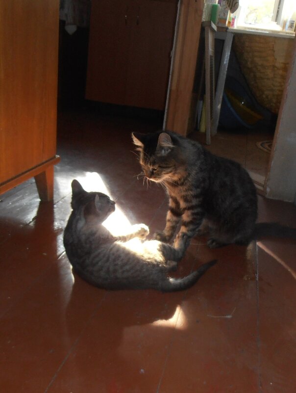 Кот Мура воспитывает свою дочь - Наталья Кот Мура воспитывает свою дочь - Наталья