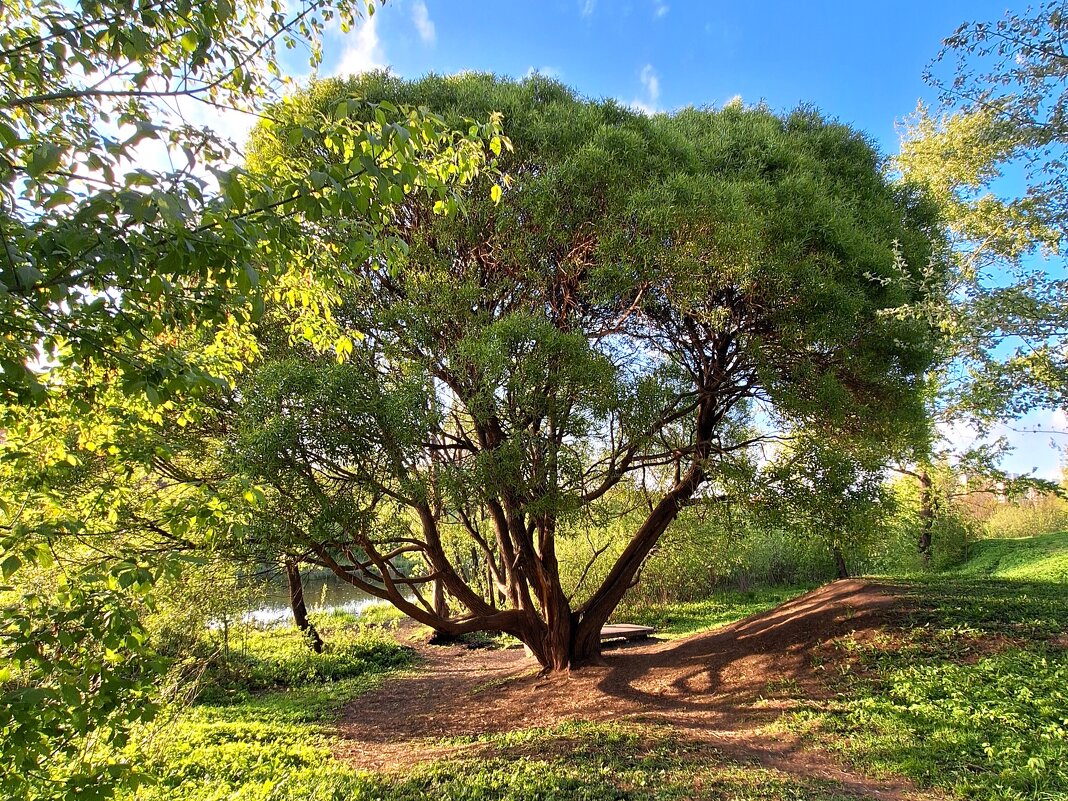 Верба - Наталья 