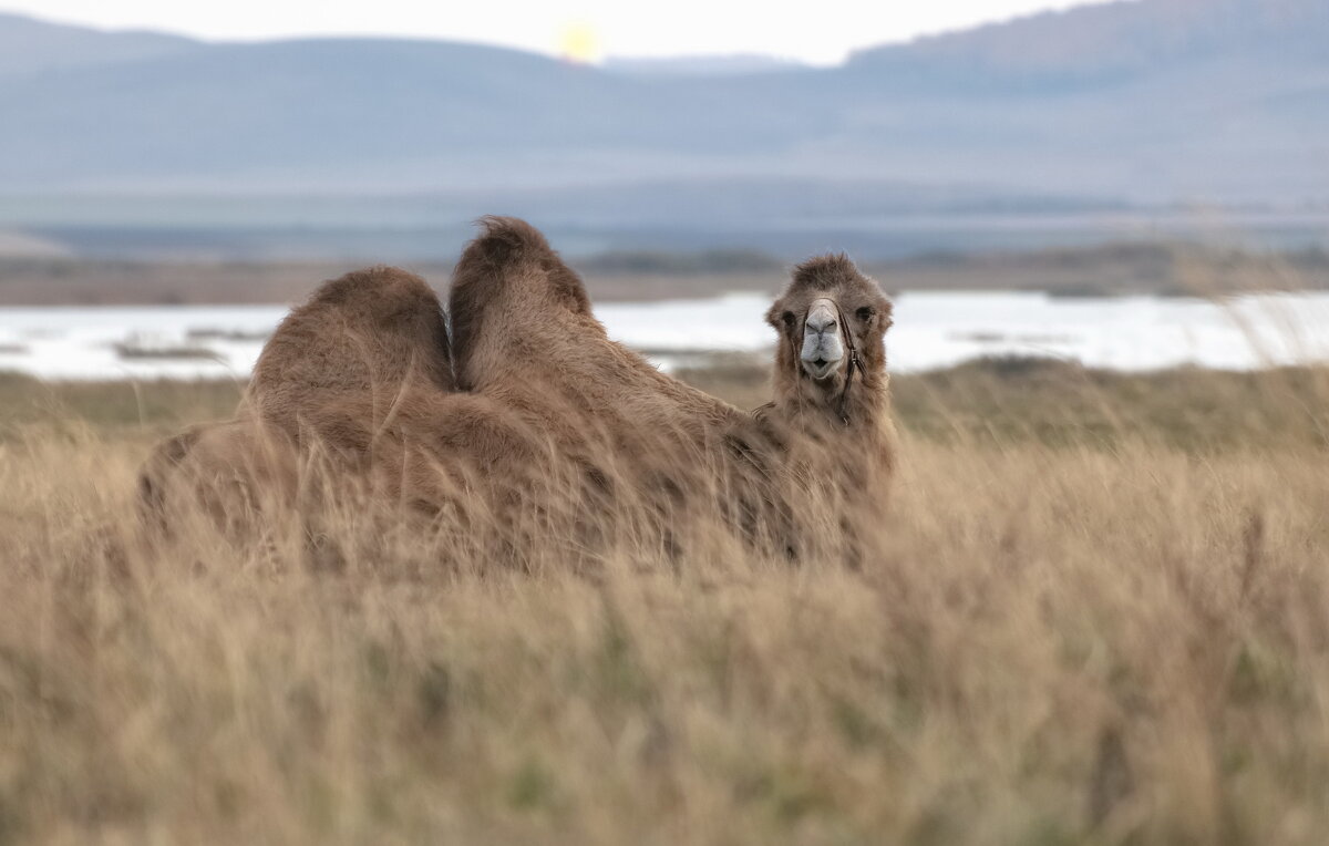 Житель Хакасии - Марина Фомина.