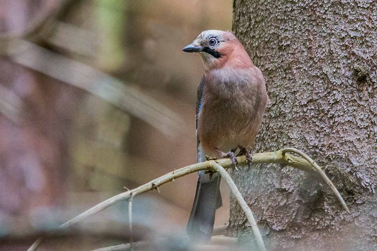 Сойка. - Nik Lovec