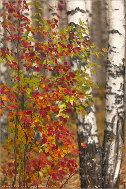 краски осени - Анастасия Северюхина