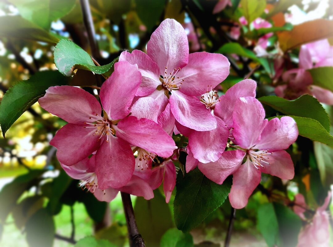 Яблоня Холла. Май. - Ирина Via Яблоня Холла. Май. - Ирина Via