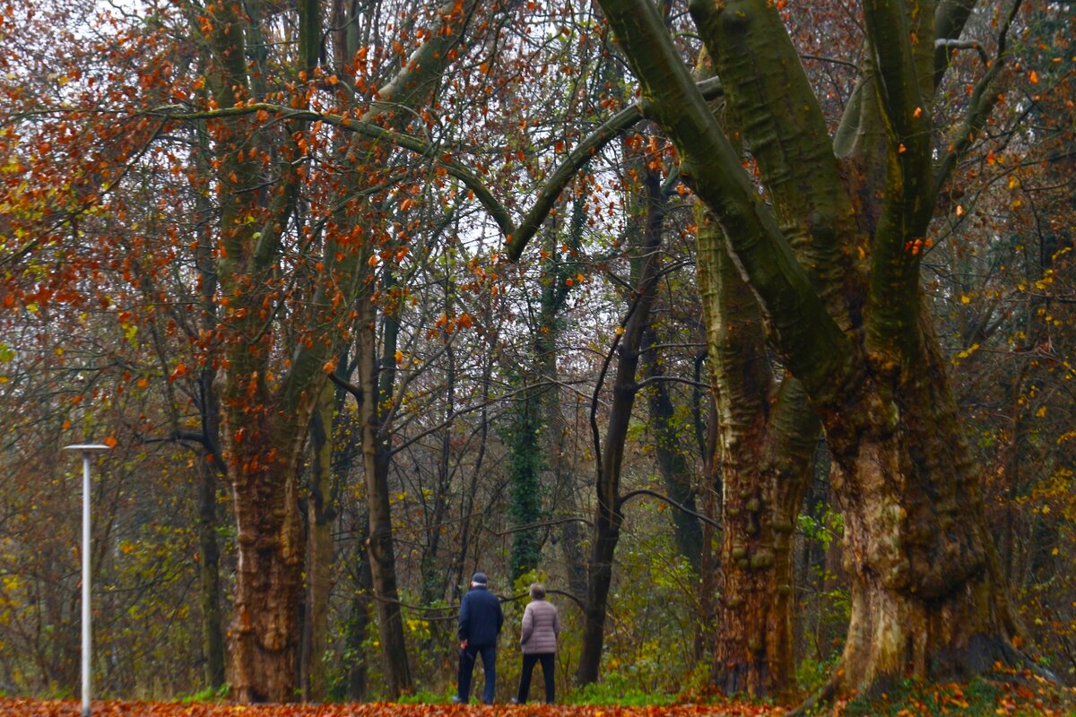 Осенние прогулки - Юрий. Шмаков