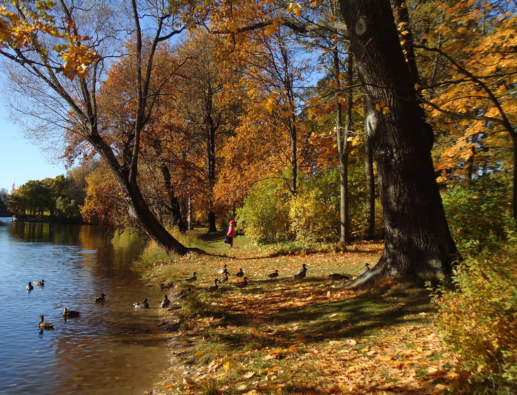 осенний сюжет в природной раме - sv.kaschuk 