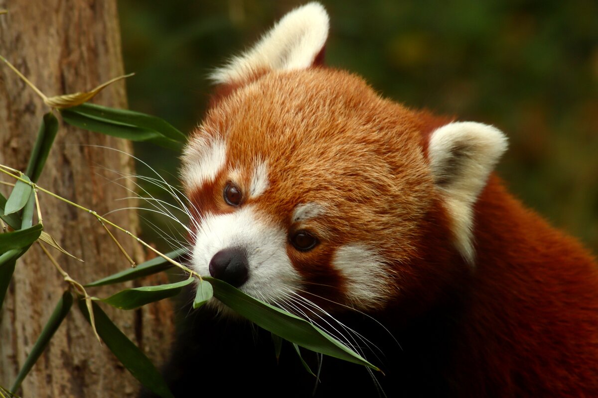 Красная панда - Юрий. Шмаков