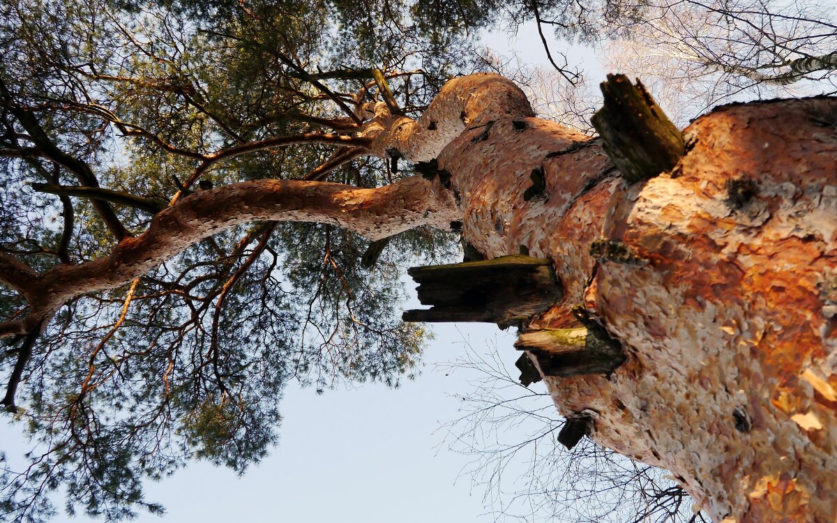 Сосна - Иван Генералов