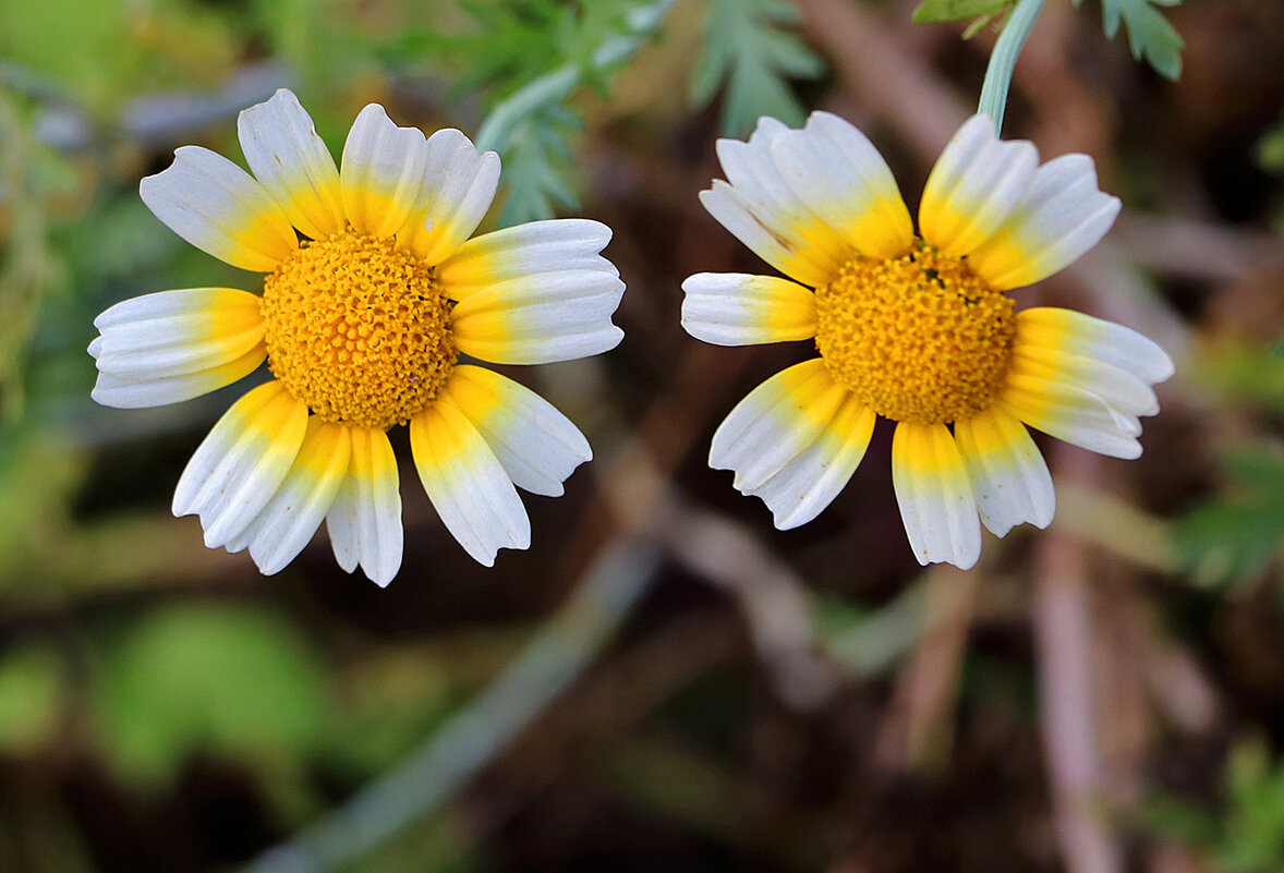 Осенние солнышки - Светлана Осенние солнышки - Светлана