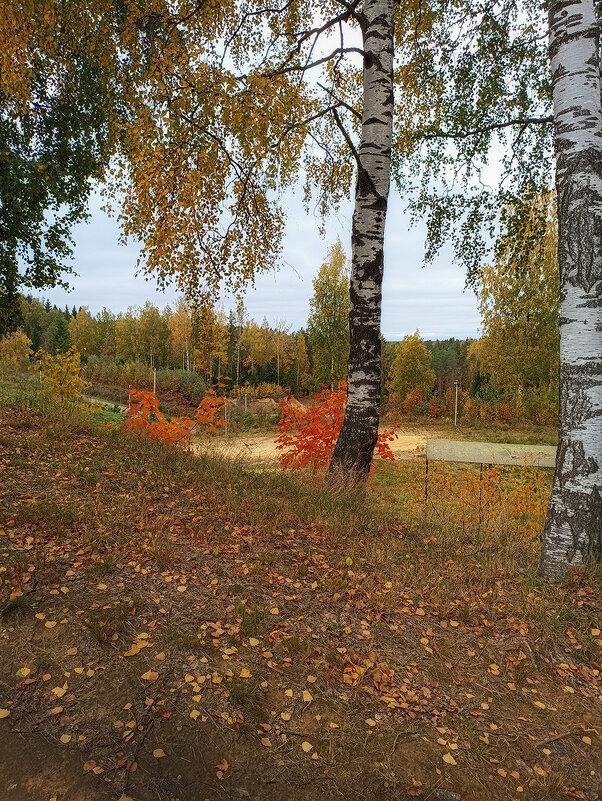 Территория лыжной школы по подготовке олимпийского резерва, Юкки, СПб. Осень. - Лилия * Территория лыжной школы по подготовке олимпийского резерва, Юкки, СПб. Осень. - Лилия *