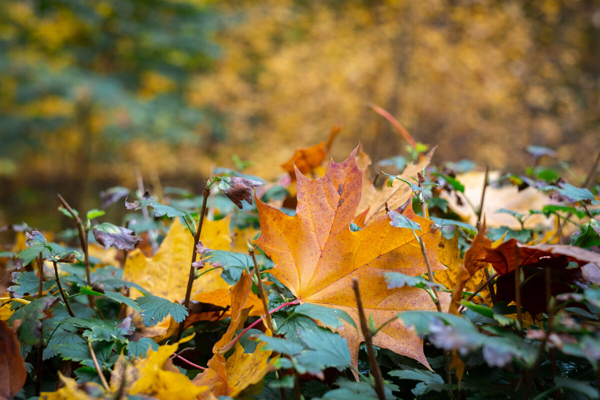 Осенний литс - Олег Дорошенко