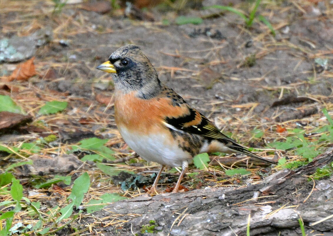Вьюрок - Владислав Иопек