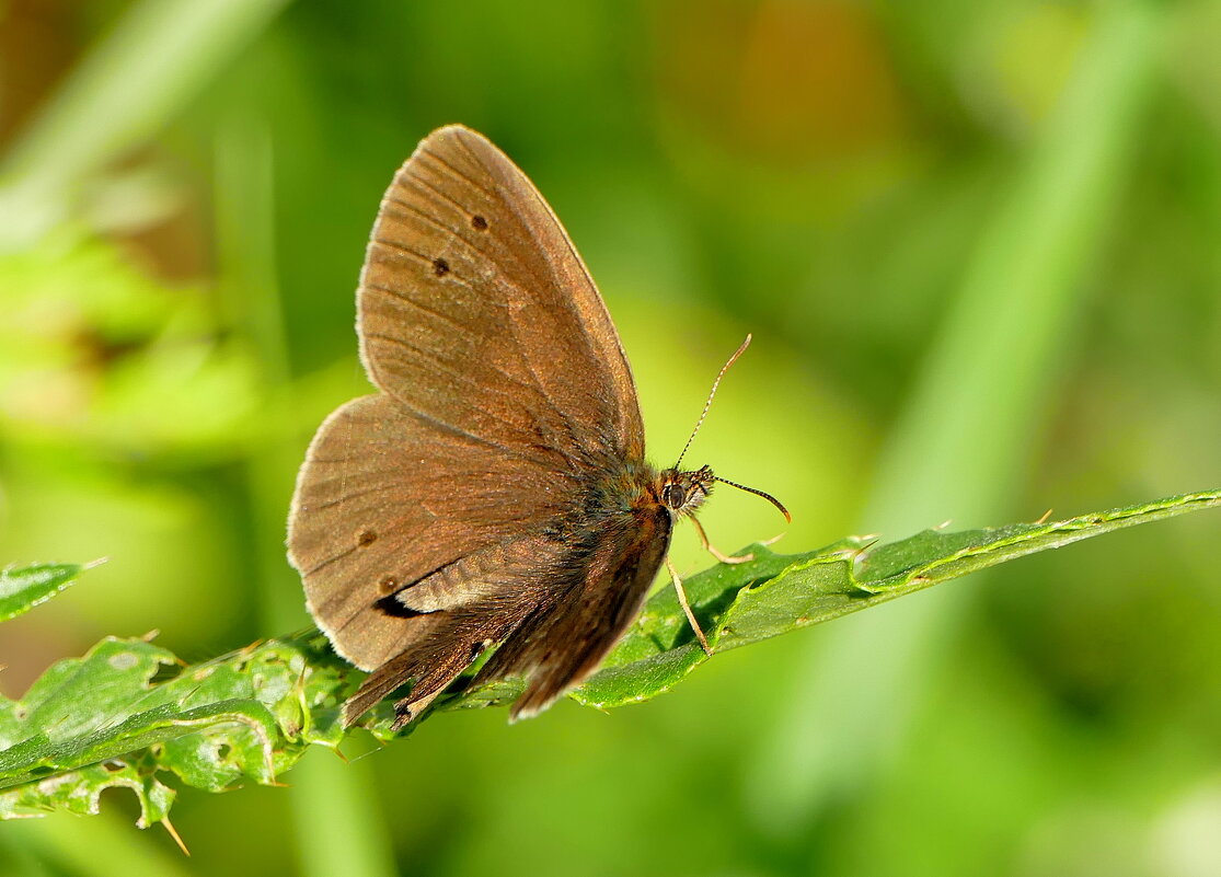 опять бабочки 22 - Александр Прокудин