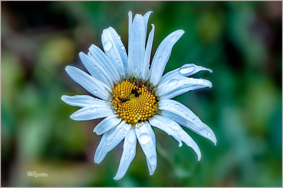 Под октябрьским дождём. - Aquarius - Сергей