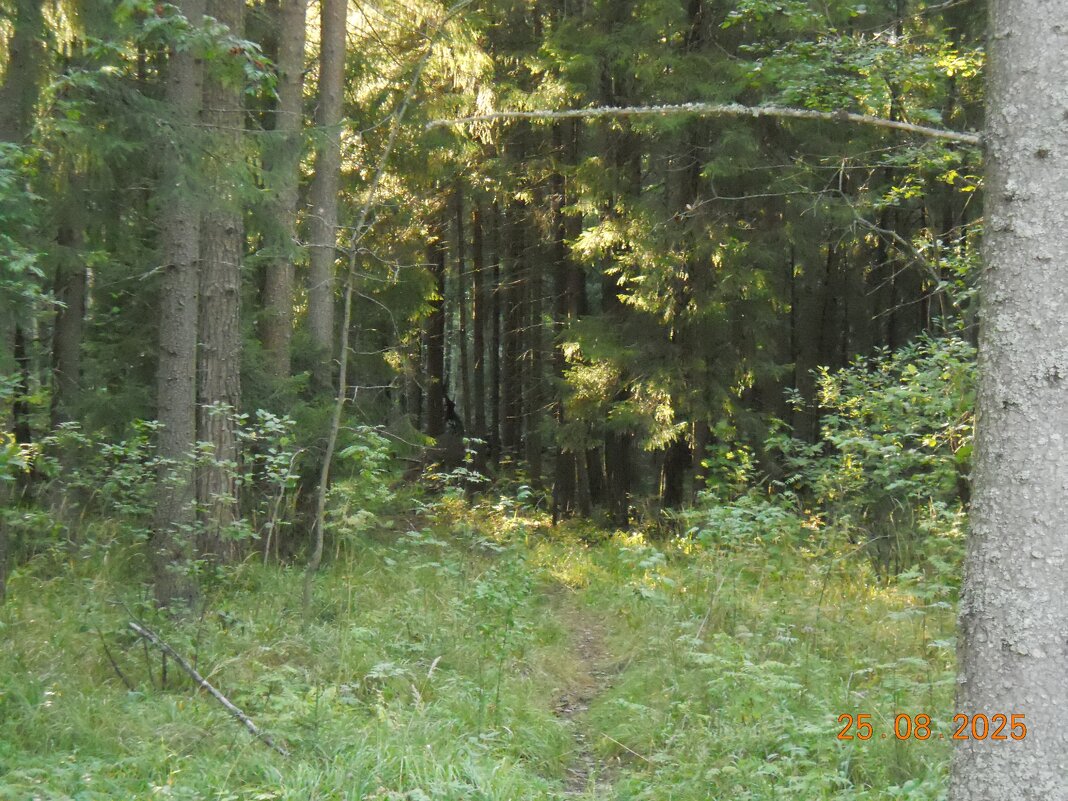 без названия - fogmeadowww m