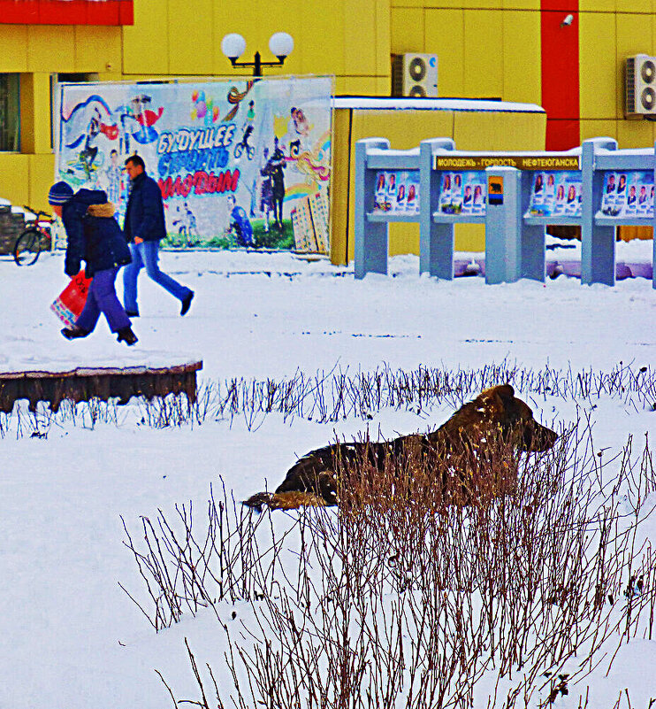 Бездомному псу зима не страшна! - Владимир Бездомному псу зима не страшна! - Владимир