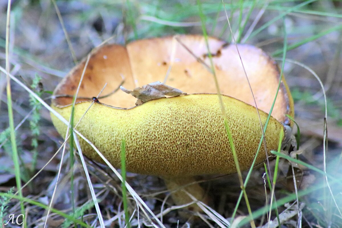 "Старичок" - Любовь Сахарова