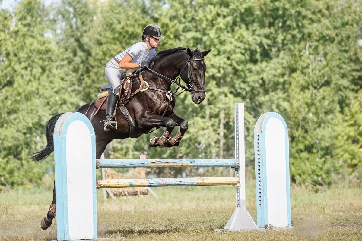 Конкур - SanSan 