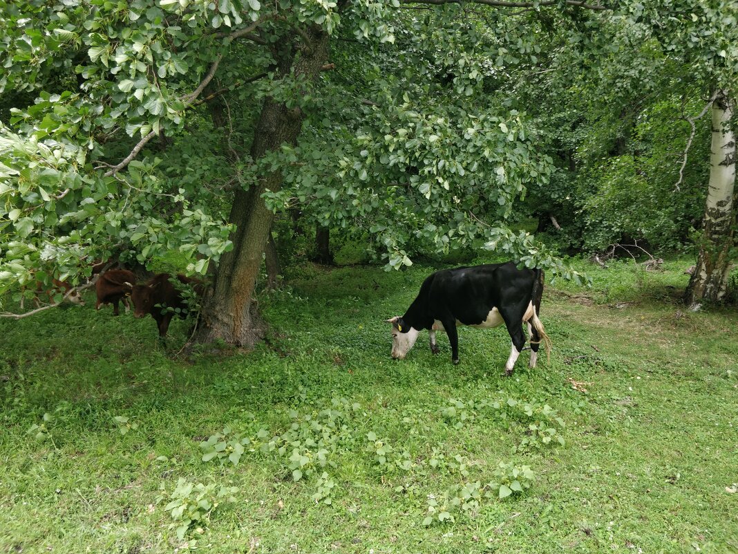 Хорошо,жить... - Андрей Хлопонин