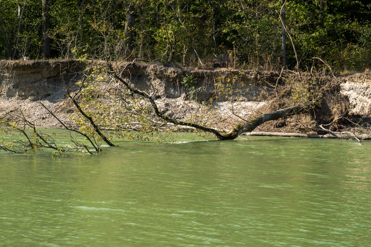 Не дружит река с деревьями - Игорь Сикорский