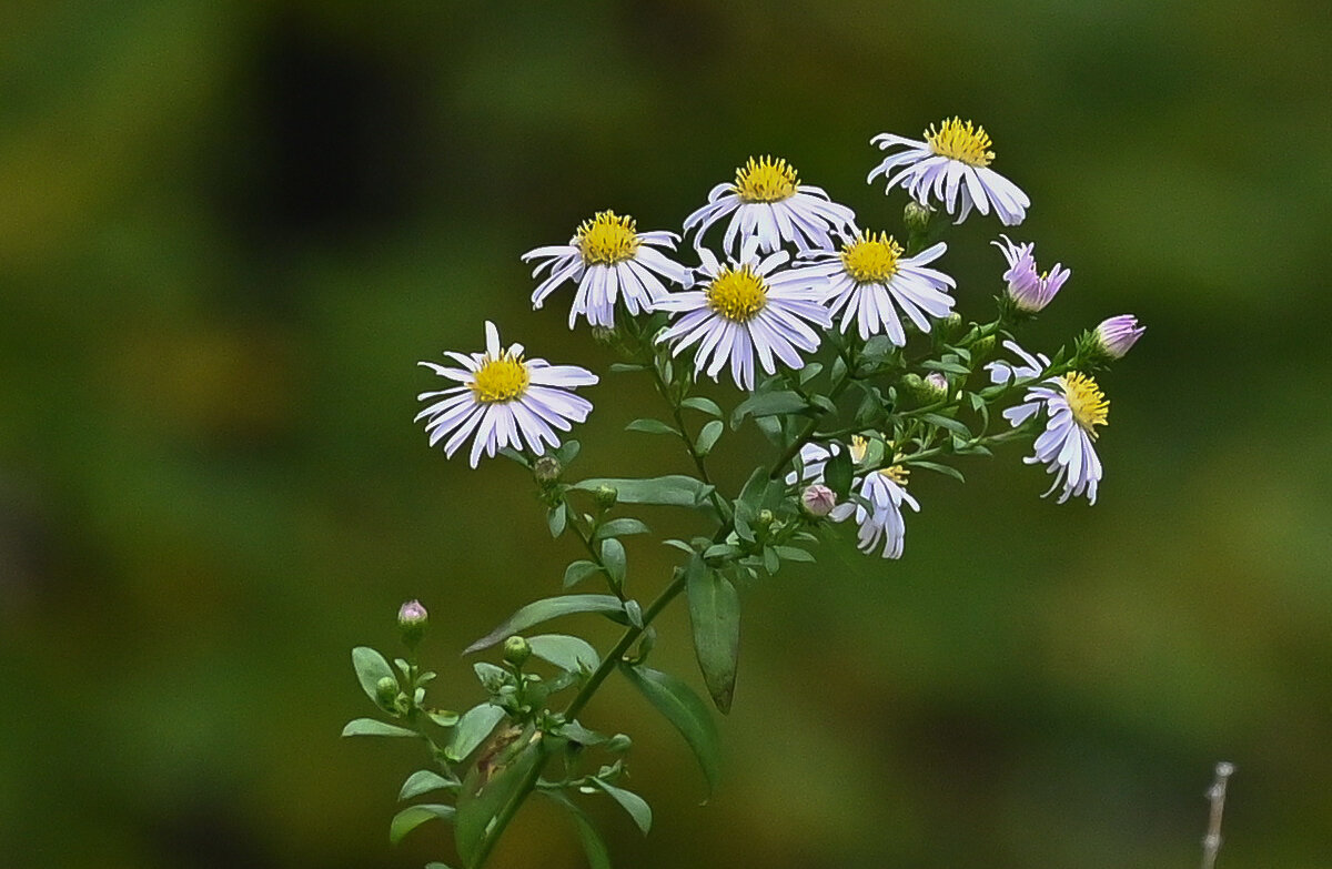 В поле... - Николай Саржанов В поле... - Николай Саржанов