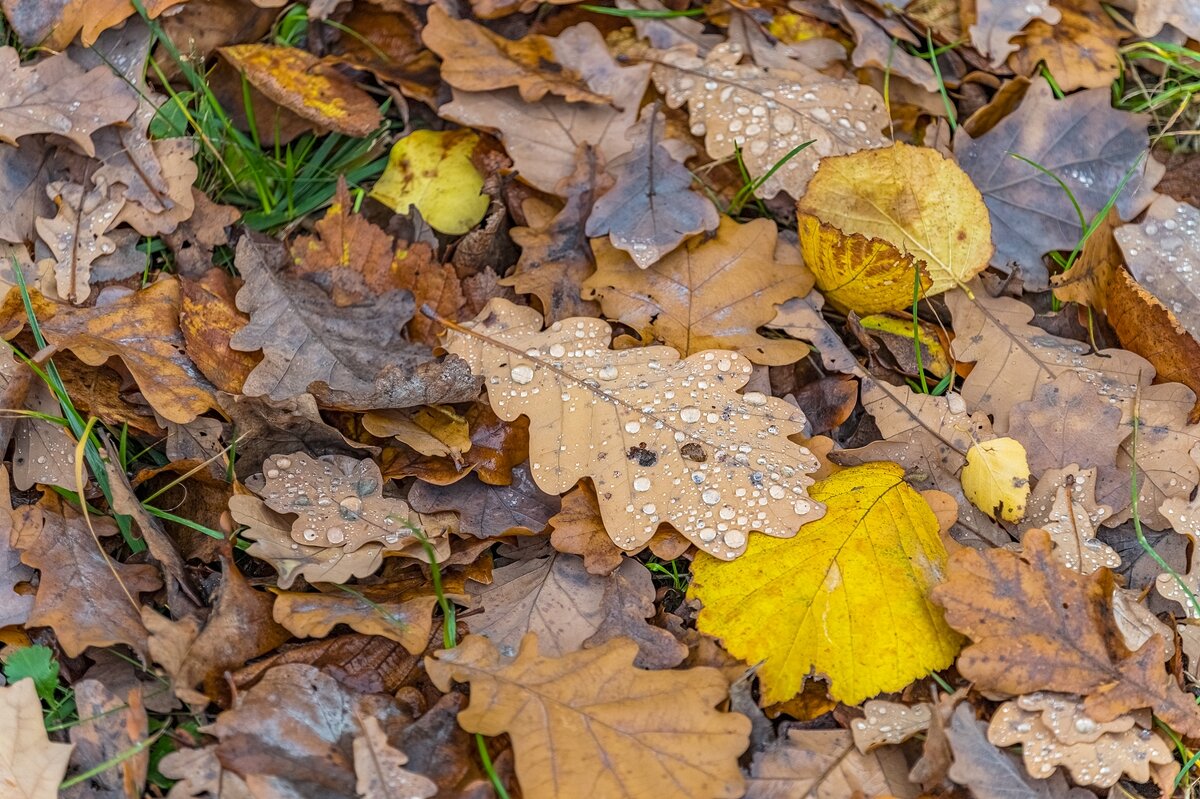 Осенние зарисовки - Валерий Иванович