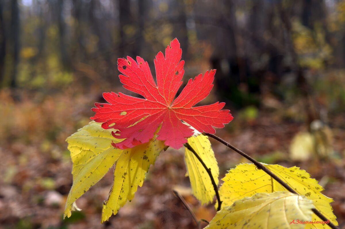 Этюды октября... - Андрей Заломленков