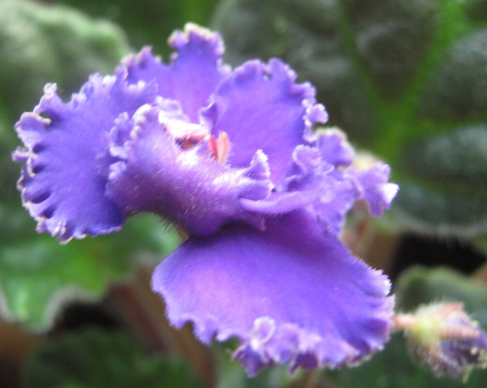 Фиалка - Елена Семигина