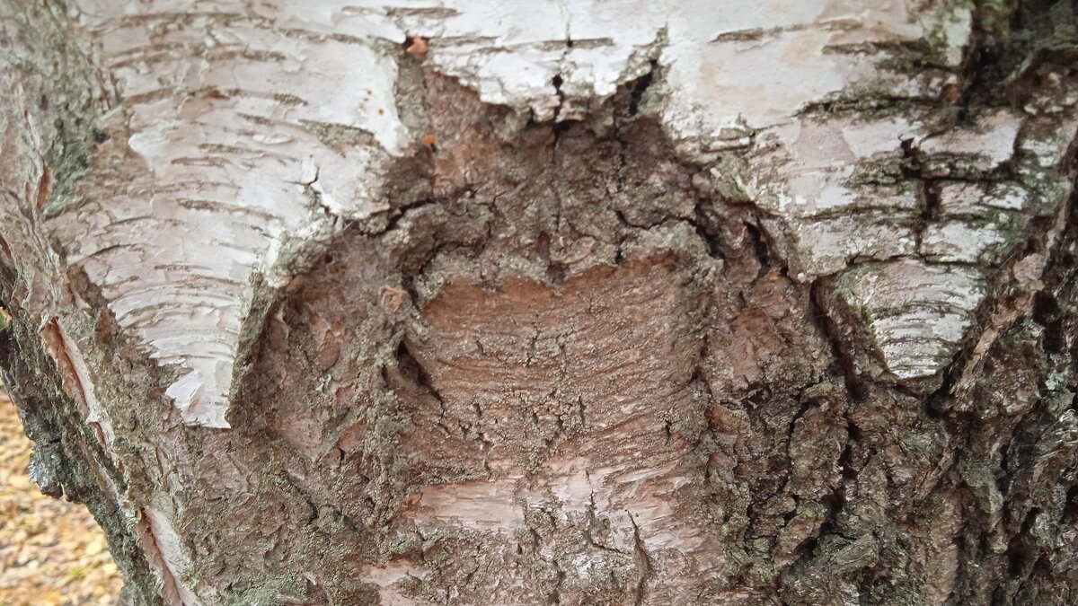 сова на берёзе - Елена Шаламова