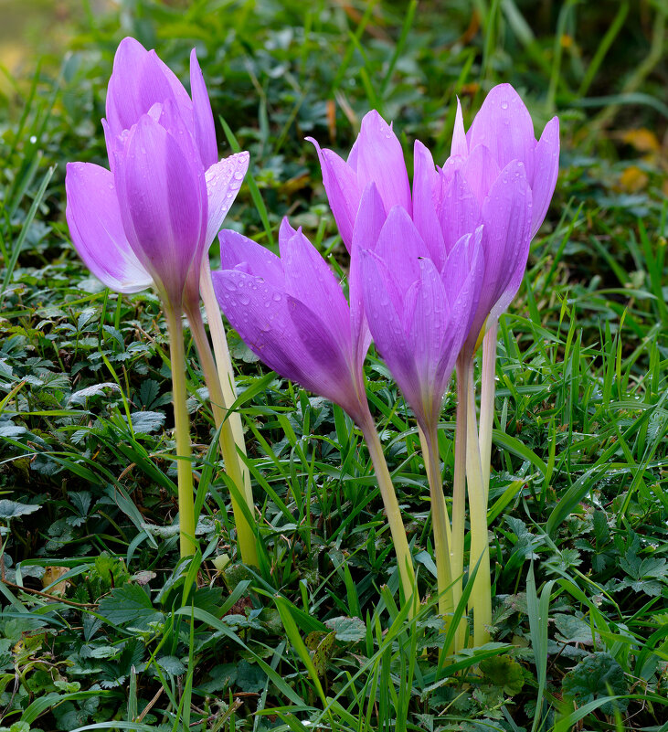 Цветы сентября - Oleg S