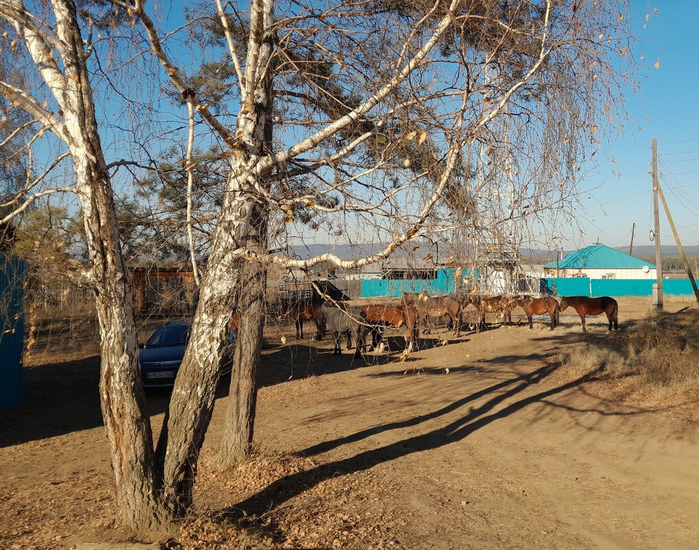 Тени и табун - Сергей Шаврин