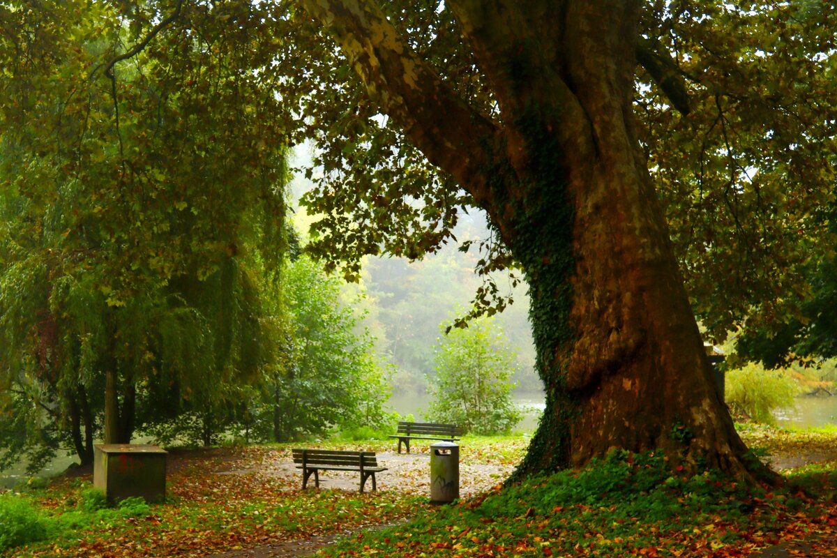 Осенний уголок - Юрий. Шмаков