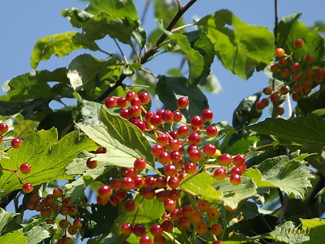 Калина - Freddy 97