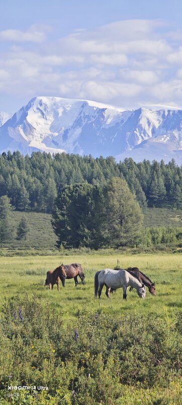 Алтай. - Александр Чибисов