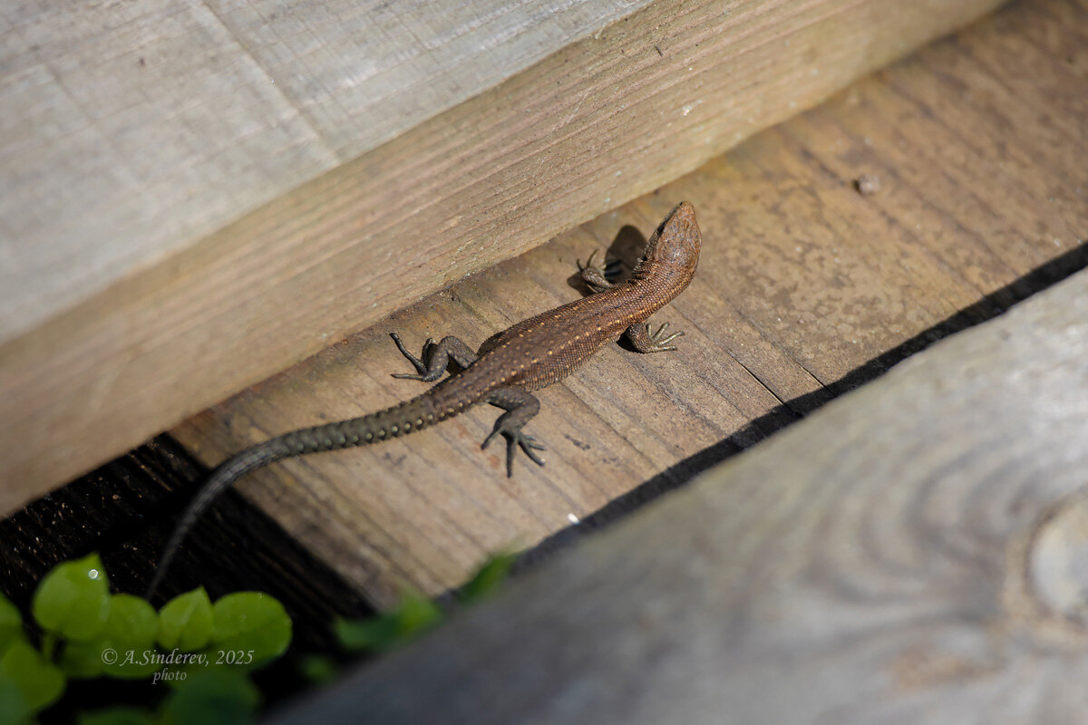 Ящерица на доске - Александр Синдерёв