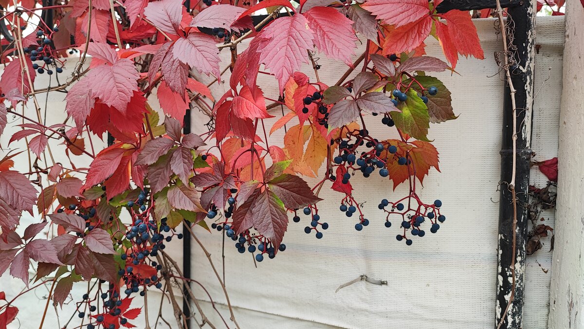 ,,, - Сергей Тимоновский