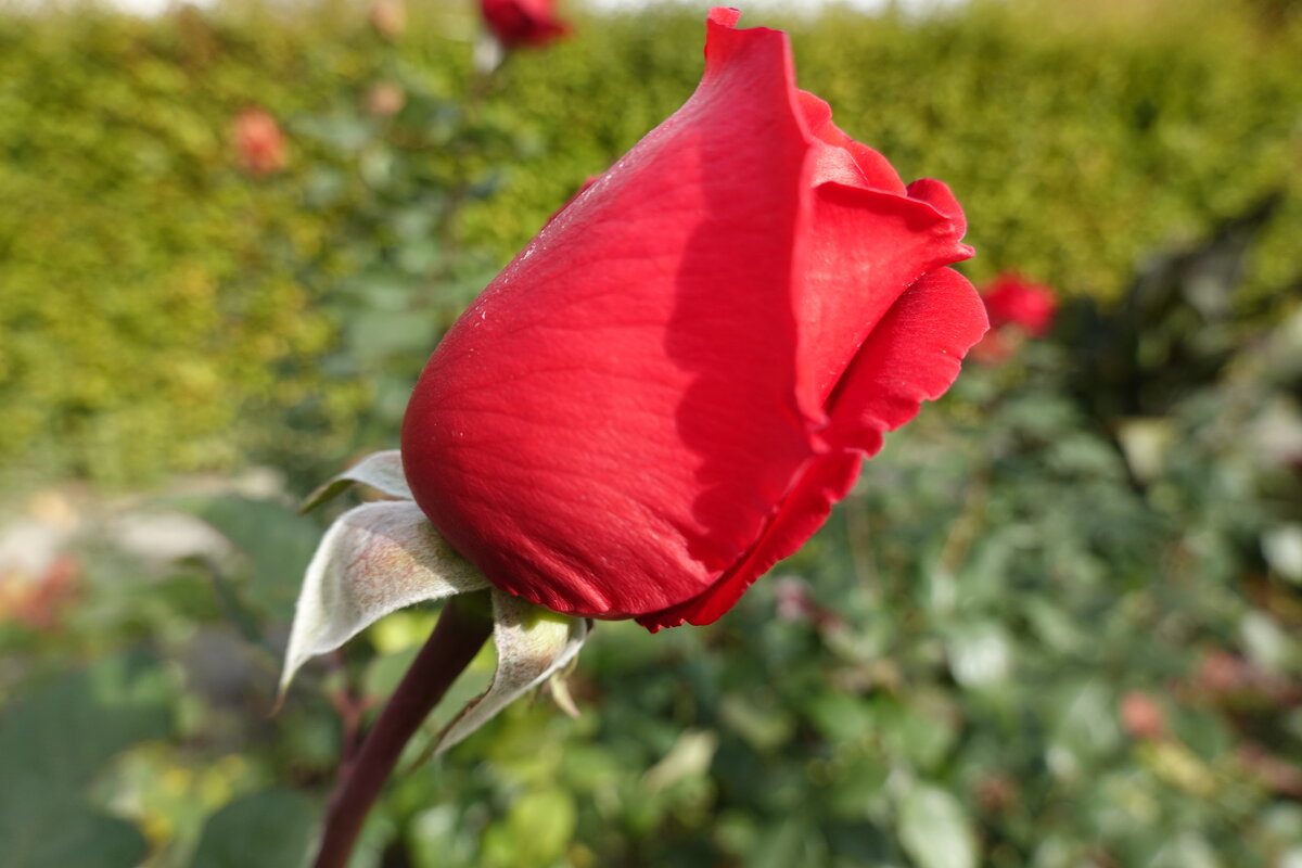 Осенняя красотка!... - Галина 