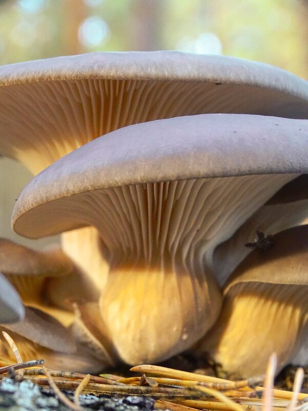 Вешенки - Татьяна Венцель