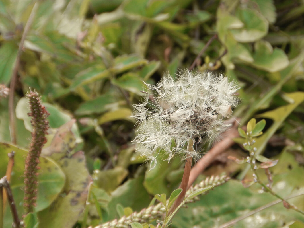 осенний одуванчик - Лера 