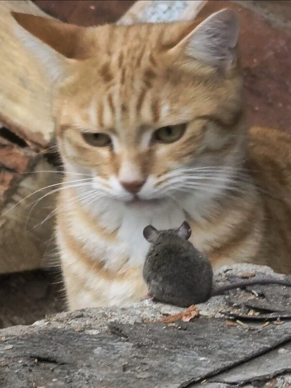 Что ты, Вася, нос повесил? - Наталия 