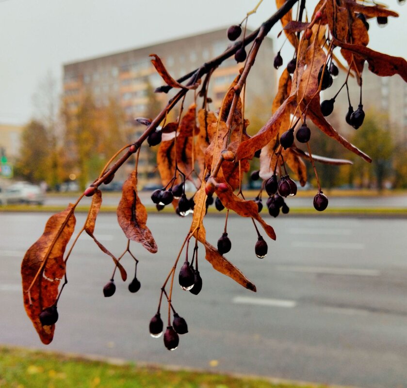 После дождя - Галина Бобкина