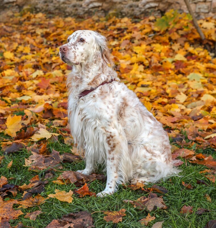 Осень - Анатолий Шумилин