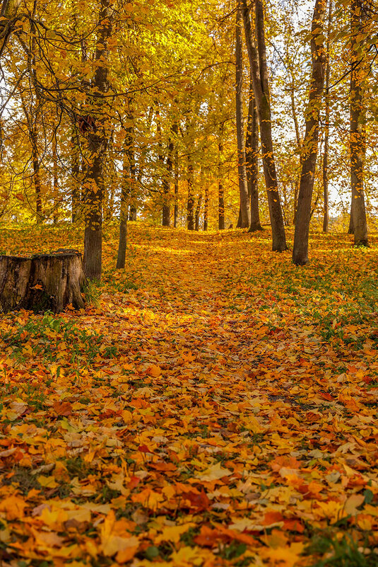 Осень - Анатолий Шумилин