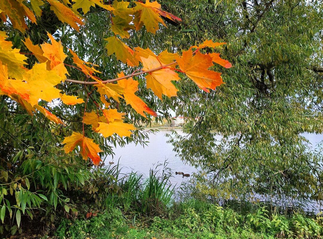 Осенний этюд - Мария Васильева