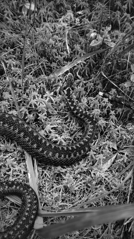 Красивая но опасная. - Станислав Мутовин