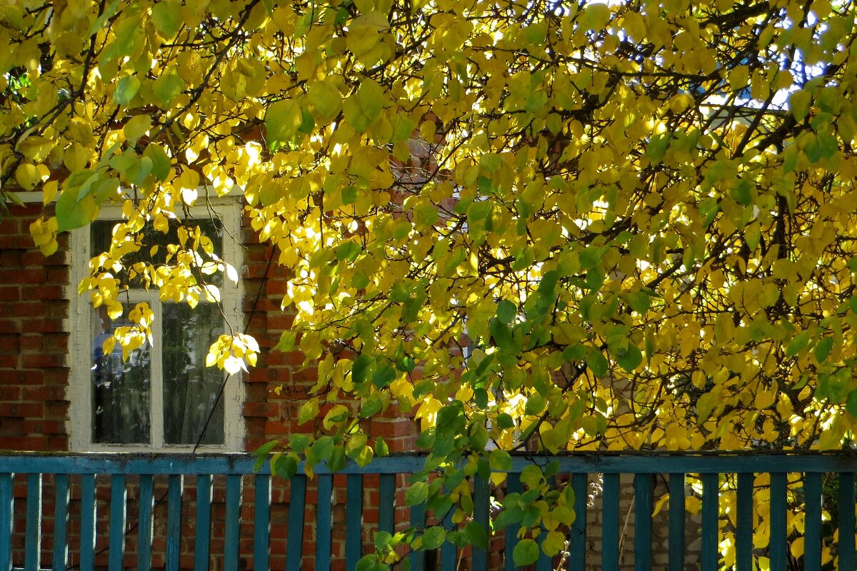 В комнату игриво осень заглянула... - Татьяна Смоляниченко