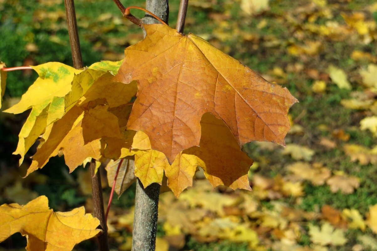 Ладошки клёнов тянутся ко мне... - Татьяна Смоляниченко