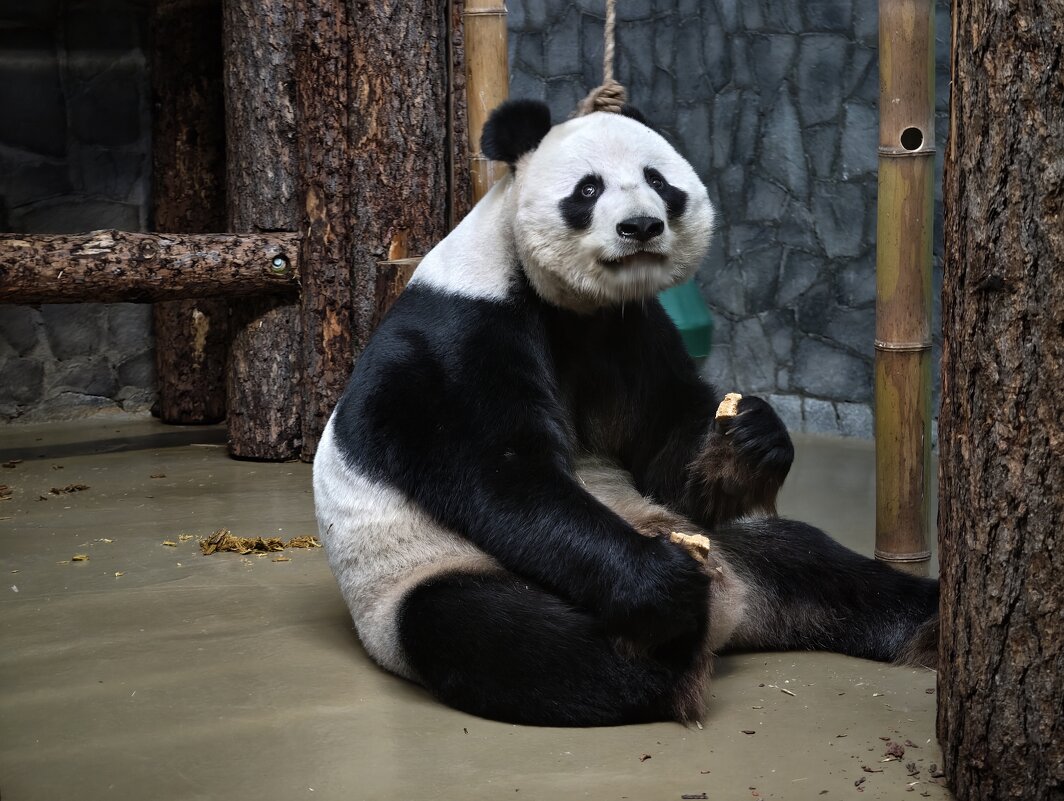 Панда Жуи - <<< Наташа >>>