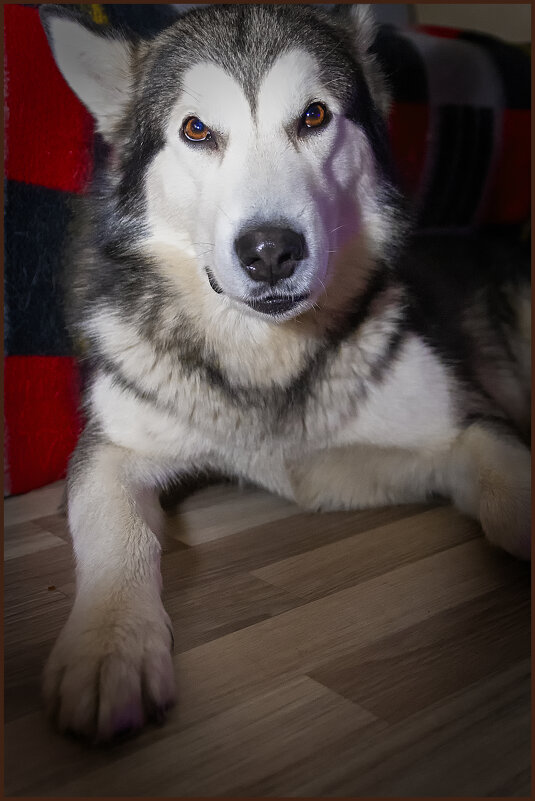 Ярик. - leff Postnov